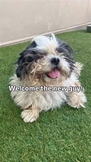 98 reactions · 14 comments |  NEW DOG ALERT!  Please welcome...