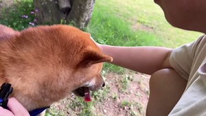 Waterproof Dog Collar, Odor-Proof and Easy to Clean Rubber Dog Collars No Pull Fits Small Medium Large Dogs Training (Orange, Large (15.35”-24.8”))