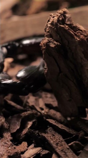 😲 You won’t believe what sound a chameleon makes #AmazingNature #Wildlife #Chameleon #ViralShorts