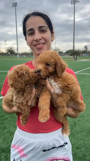 Doodle LOVE, our beautiful MINI GOLDENDOODLE & TOY POODLE! !! A #minigoldendoodle #toypoodle #poodle #love #happy #doodles #furbaby #furbabypuppies #furbabies | Cavapoo Puppies
