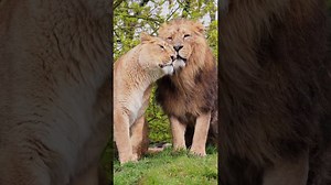 Lion Cubs Share a Tender Moment of Feline Cuddles