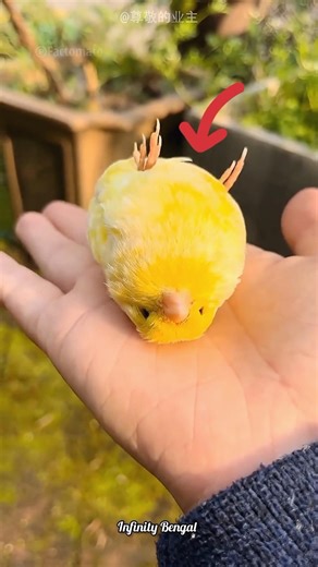 The Cutest Fluffy Bird That Looks Like Mango Jelly 🐦🥭✨