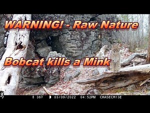 WARNING!!!! Maine Bobcat Kills a Mink ~ Raw Nature