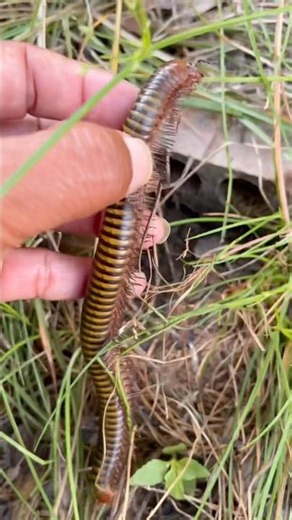 Millipede explorer #caterpillar #insects