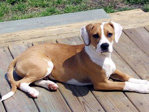 Beagle Bull (Pit Bull-Beagle Mix) Info, Puppies, Pictures