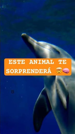 ¿Sabes cuál es el animal MÁS inteligente? 🧠🐙 | Quiz de animales