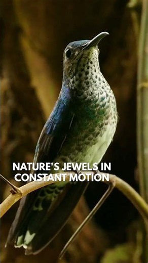 Beautiful Hummingbirds in Action! 🌸🐦