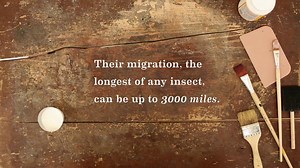 The Making of our Monarch Butterfly-inspired windows | Anthropologie