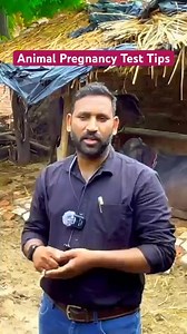 148K views · 2.5K reactions | Animal Pregnancy Test Tips/गर्भ परीक्षण #viralreelsシ #vetguruji #veterinary | Vet Guruji | Facebook