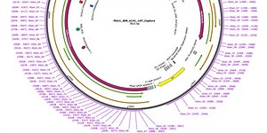 Targeted Enrichment of vaccine DNA