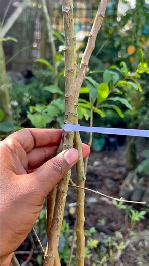 Cable Tie Tree Fix! 🌲 #CableTieHack #shorts #TreeFix #OutdoorDIY #CableTieTrick #outdoors #survival