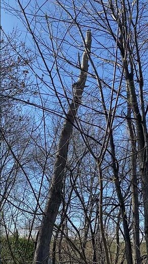 Woodpecker Sound Effect #birdsounds #birds