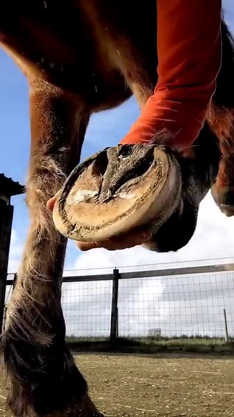 107K views · 431 reactions | How to apply a poultice to treat a hoof...