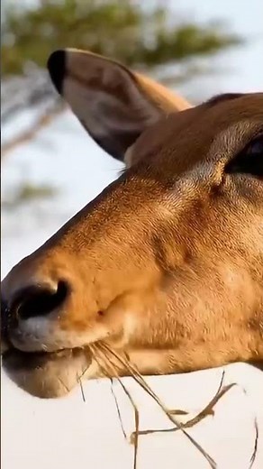 Ancient people life #Prehumanlife #Human_evolution #Ancient_civilizations DAMPING HISTORY