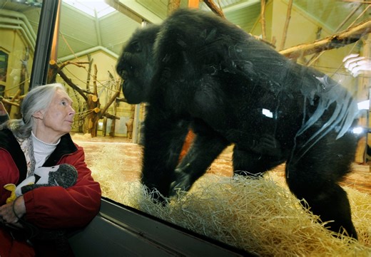 Jane Goodall’s legacy of kindness, conservation lives on at Indianapolis Zoo
