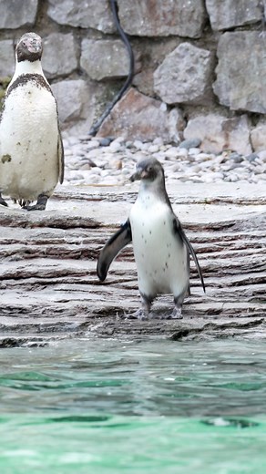 Penguin chicks Ryan Reynolds and Rob McElhenney hatch at the zoo 🐧 🐧 Yep, you heard that right... In a bid to bring some much-needed attention to Humboldt penguins – a species that is vulnerable to extinction – one of our zookeepers has named two new chicks after the owners of their favourite local football team, Wrexham AFC's Hollywood superstars Ryan Reynolds and Rob McElhenney 🤩 At just over three months old, Ryan and Rob have just hit the water for their first swimming lessons... | Cheste