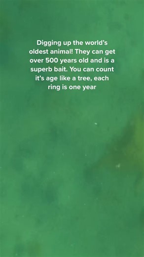 Alaska Halibut Fishing in Southeast Alaska #alaskaadventure #alaskafishing #halibut #fishingAlaska #alaskaoilfields #alaskapipeline #iceroad | Alaska Halibut Fishing