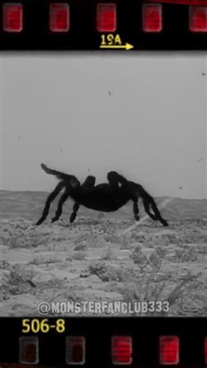 Clint Eastwood Got His Start in Horror Films! Tarantula (1955)