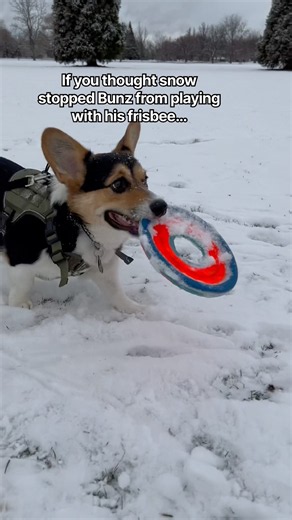 Snow Is No Challenge For Bunz And His Frisbee❄️🥏#shorts