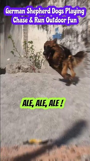 GERMAN SHEPHERD DOGS Playing Chase - RUNNING Outdoor FUN! #shorts #gsd #germanshepherd