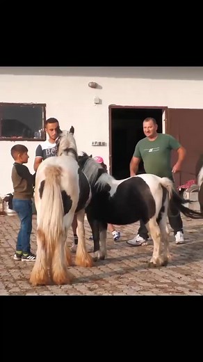 Pony Horse First Breeding Experience #pony #ponyhorse #ponybreeding #horsebreeding #horsebreeds #horses #horse | Hrosebreeding