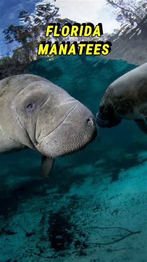 Manatees at Blue Spring State Park in Florida | #manatees #florida #naturevideo