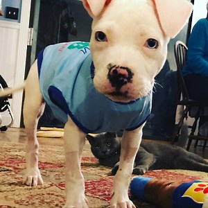 This adorable, blue-eyed puppy races around on 3 legs, but he started out as a tiny, sick baby fighting for his life. Today on Pittie Nation, watch Ghost grow up into a big, strong boy in true pittie form with the help of his whole family of pit bull foster siblings 🐶❤️ | Pittie Nation