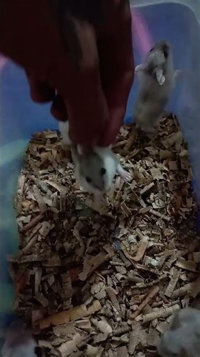 Campbell dwarf hamster