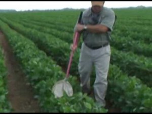 Pest Sampling with a Sweep net