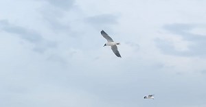 Video by Micaela Alejandro on Pexels