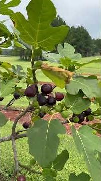 My Favorite Fig to Eat Right Off the Tree!