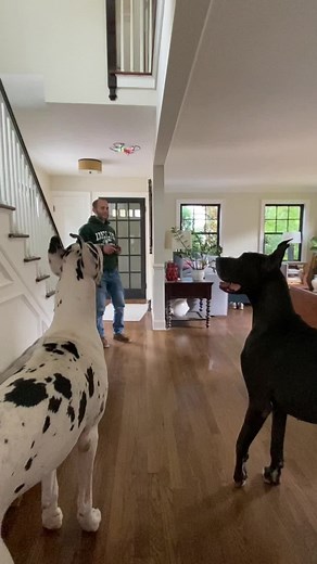 Great Dane Dog Breed: A Pet Lover's Guide