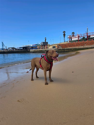 Understanding Pitbulls: Myths vs. Reality