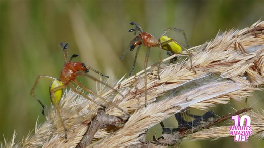 A tense moment between two tiny spiders