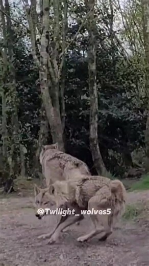 Wild Ireland 2 years ago 2024. Highland Wildlife Park, Araglin Glamping & Dublin Zoo last year 2025. #europegreywolf #wildlifeireland #celticrainforest #mactíre #wolfland