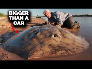 The Biggest River Monster Ever Found! - Full Documentary