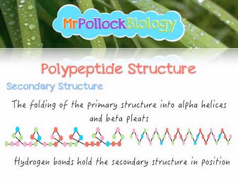 Biochemistry: Polypeptides (Proteins)
