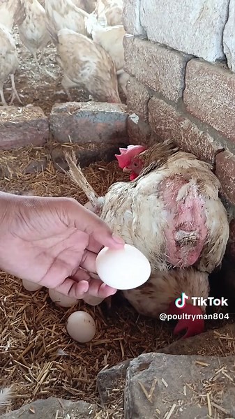 Tupac (@poultryman804)’s videos with original sound - 🇦 🇭 🇲 🇪 🇩 🇷 🇦 🇿 🇦