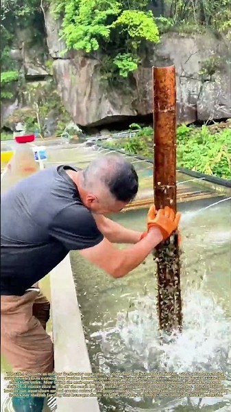 Harvesting Stream‑Grown Shellfish: Managing River Snail Breeding on Hand‑Made Bamboo Mats