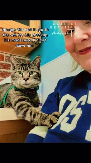 #thelunchlady #straycat #mybestfriend #catsoftiktok #catlovers