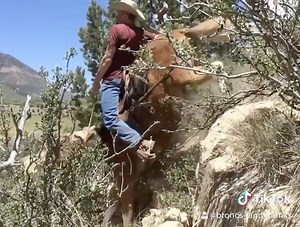 Mules are on a different level📈 #broncsanddonks @tylerolsenm #cowboy #western #mule #muleskinner #rodeo #horse #western #ranchin #viral #epic | Broncs and Donks