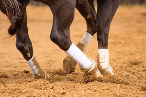 Iconoclast Orthopedic Horse Support Boots Review