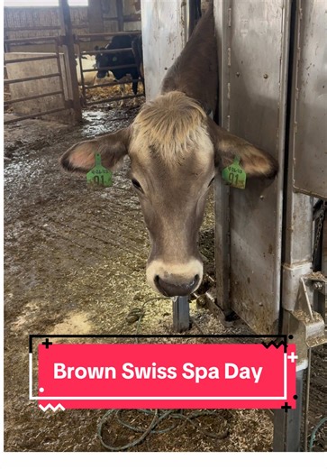 Keeping the brown Swiss runway-ready #farm #cow #hoofcare #brownswiss #farmtok