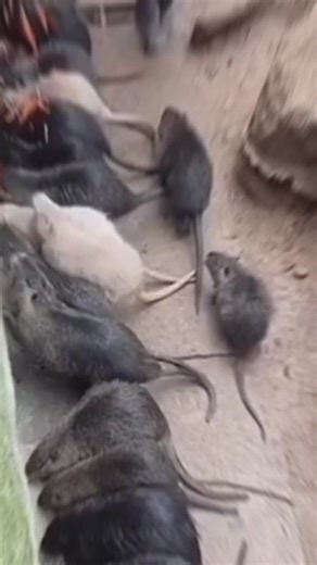 Top 3 Most Rat-Infested Cities in the United States
