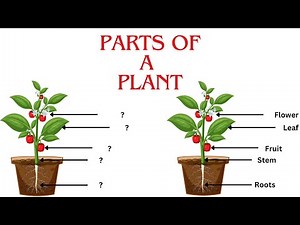 Learn Parts of a Plant | Fun and Easy Lesson for 1st Grade Kids!