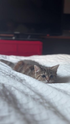 findus hunting #cats #kittensoftiktok #cute #findus #kitty