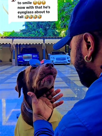 Dog Training Tips to Teach Your Dog to Smile