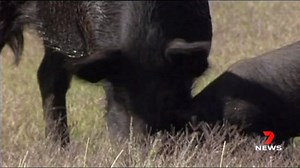 44K views · 20 reactions | A new study from the University of Queensland has found feral pigs release more carbon dioxide each year than one million cars combined. But it's not in the way you think - their damage is caused by digging. 7NEWS at 6pm. More local news: 7news.com.au/news/qld #7NEWS | 7NEWS Toowoomba | Facebook