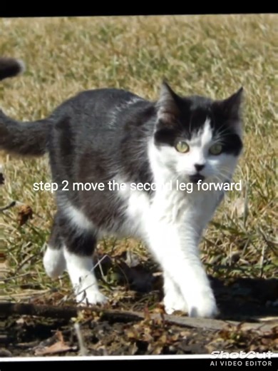 how to walk tutorial (easy edition)