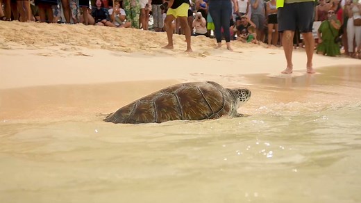 Turtles are a keystone species and a beloved symbol of our home. Their conservation and release are vital in keeping these astonishing creatures thriving for generations. Stay tuned for the next turtle release with Cayman Turtle Centre: Island Wildlife Encounter or schedule a private turtle release during your next stay by visiting https://bit.ly/3IudroY. | Visit Cayman Islands